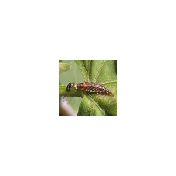 Recharge prestobio insectes auxiliaires