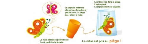 Phéromone + piège